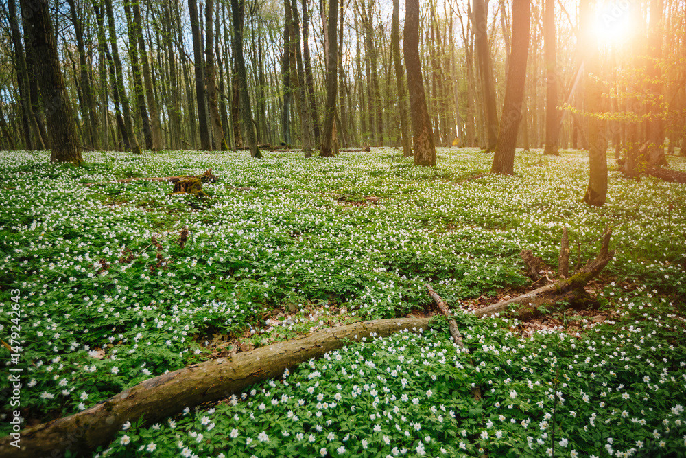 Poster Sunlight filters through lush green trees in a tranquil forest glade filled with delicate anemone flowers.