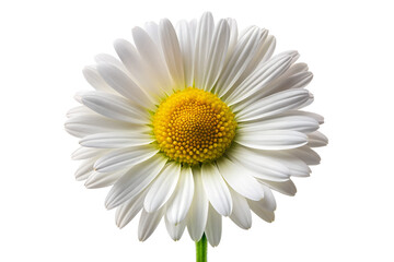 Naklejka premium A single beautiful daisy close up view floral art isolated on transparent background.