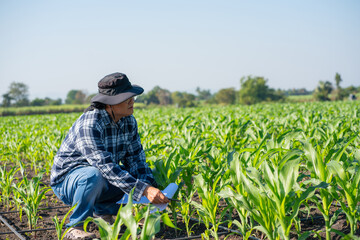 Naklejka premium Agronomist Using Technology in Agricultural Corn Field. Farmer Agronomist Inspecting Corn with a Tablet.