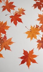 Fototapeta premium Crisp, vibrant red and orange maple leaves falling against a pure white backdrop , sugar maple, multiple leaves, organic