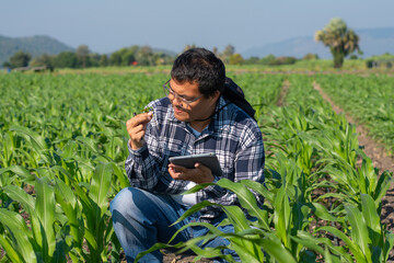 Naklejka premium Agronomist Using Technology in Agricultural Corn Field. Farmer Agronomist Inspecting Corn with a Tablet.