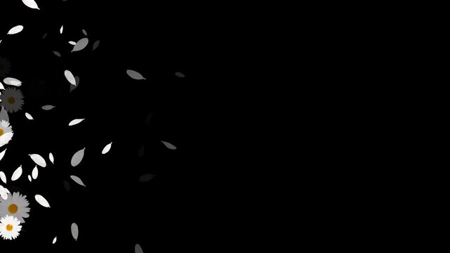 white daisies flower page transition trail alpha channel animation, cosmetic beauty and drink isolated overlay motion design element