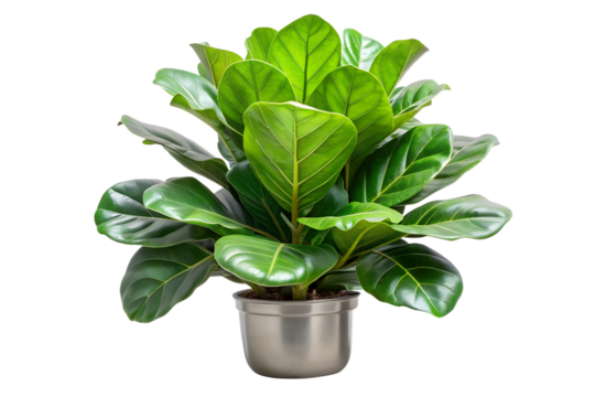 Fiddle leaf fig in a metallic pot indoors studio isolated on transparent background. - Powered by Adobe