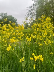 field of yellow dandelions