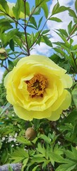yellow flower in the garden