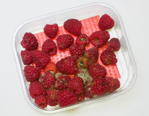 Moldy raspberries close-up on white background, expired products, consumer protection, health hazard, rot, detail, berries