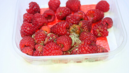 Moldy raspberries close-up on white background, expired products, consumer protection, health hazard, rot, detail, berries