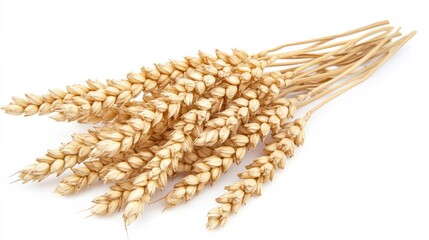 Golden Stalks of Wheat on White Background for Agricultural Use