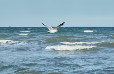 Seagulls Flying Over Waves Beach