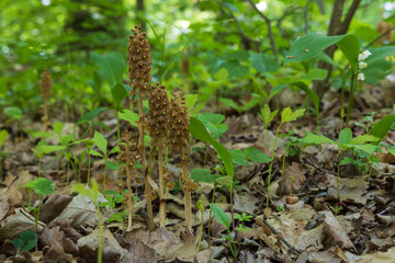 Beautiful rare flower orchid Bird's Nest - Neottia nidus-avis in the wild