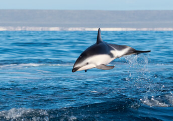 Delfin oscuro