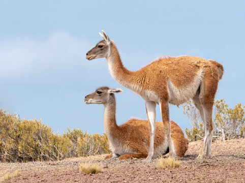 Guanaco