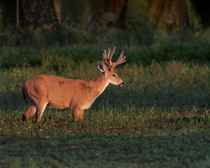 Ciervo de los pantanos