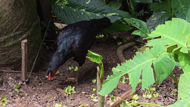 A black chicken with a red comb stands foraging on the ground among tropical plants in Mari Mari cultural village, Kota Kinabalu, Malaysia