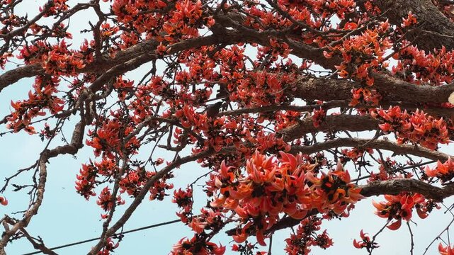 Bird eating Nector or bugs from the flowers of the palash tree