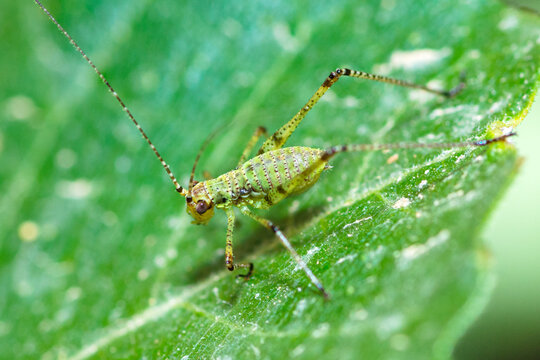 Mediterranean Katydid nymph on a leaf, Phaneroptera Nana