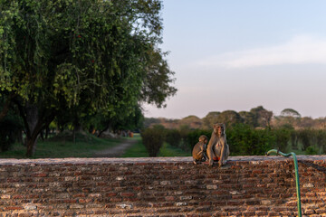 Mother and Baby Rhesus Macaque Monkeys Sitting on Brick Wall at Sunset, Agra, India