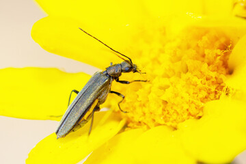 False blister beetle feeding on pollen, Oedemera Crassipes