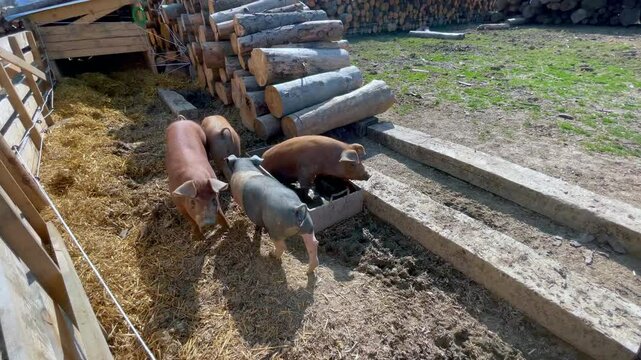 A pig lounges in a water trough while others roam nearby, sniffing the ground curiously. The resting pig eventually stands but remains in the trough, surrounded by natural farm activity.