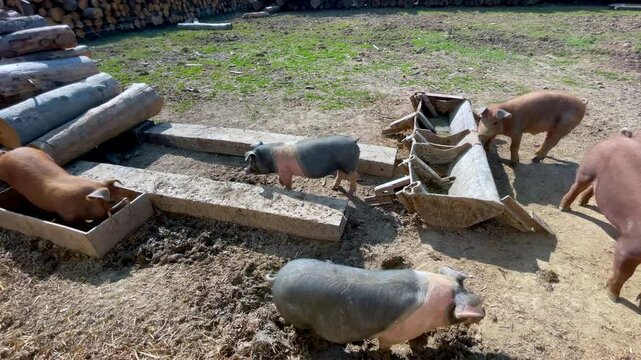 Pigs roam a rustic pen with empty troughs. One pig lies in a water trough, while others explore, sniff or stare into containers. The camera shifted to reveal more feeding areas.