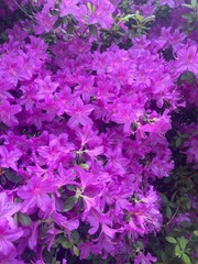 pink and purple flowers
