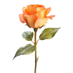 Single peach rose, elegant and vivid