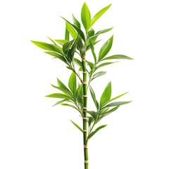 Naklejka premium Lush green bamboo plant