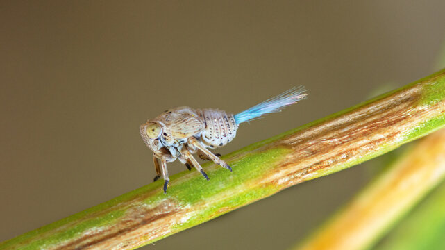 Issid planthopper nymph, Agalmatium Bilobum