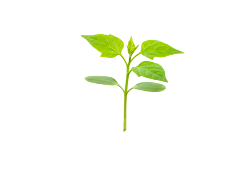 透明な背景に分離された鮮やかな緑色の葉を持つ若くて活気のある植物のクローズアップ 新鮮さと成長のコンセプト