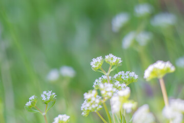 春の野原にノヂシャ