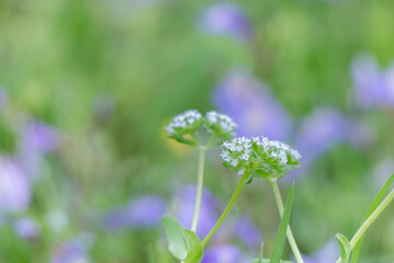 春の野原にノヂシャ