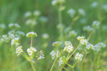 春の野原にノヂシャ