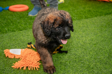 Fototapeta premium Leonberger puppies run and play in a dog kennel