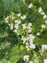 white flowers in the forest