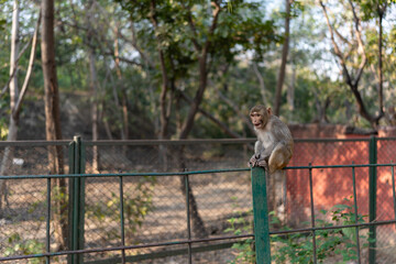 Rhesus Macaque Monkey Sitting on Fence in Natural Habitat, Agra, India