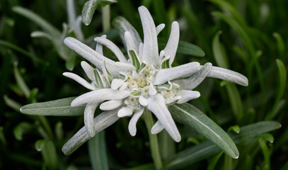 Edelweiss flower