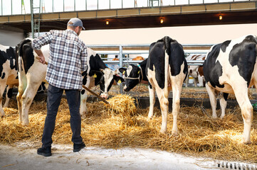 rear view of male farm worker raking straw under cows in barn