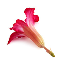 Desert Rose flower