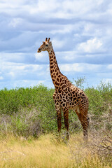 Giraffe