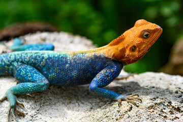 Agama agama lizard
