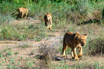 Three lions in the savannah