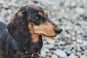 Close-up of black dachshund with dapple coat standing on pebble beach and gazing into distance with...