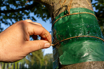 Attach a glue ring to a fruit tree to protect it from harmful insects.