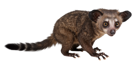 Close-up of a Curious Aye-Aye Lemur