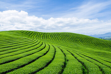 Lush green tea plantation blankets the rolling hills beneath a bright blue sky with fluffy clouds.