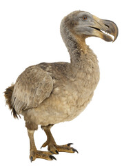 Dodo bird replica on display