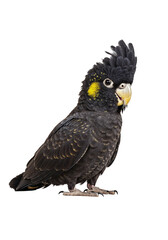 Obraz premium Yellow-tailed Black Cockatoo on White Background