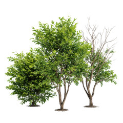 Obraz premium Three trees with green leaves and bare branches standing tall on isolated background