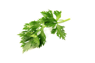 Celery leaf isolated on white background. Top view.
