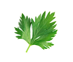 Celery leaf isolated on white background. Top view.